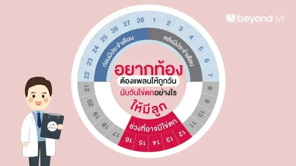 นับวันตกไข่ยังไง